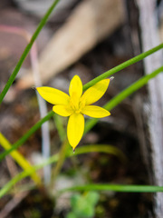 Tricoryne elatior