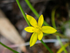 Tricoryne elatior