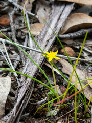 Tricoryne elatior