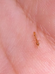 Pseudomyrmex simplex