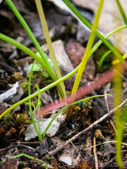 Tricoryne elatior
