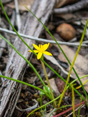 Tricoryne elatior