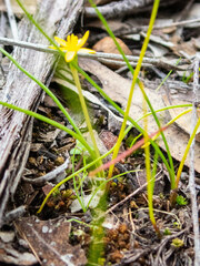 Tricoryne elatior