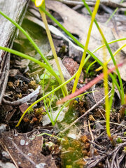 Tricoryne elatior