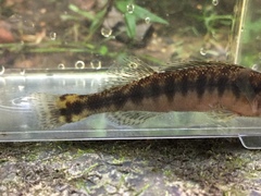 Percina nigrofasciata