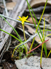 Tricoryne elatior