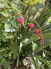 Lamprocapnos spectabilis