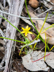 Tricoryne elatior
