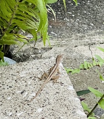Anolis lineatopus