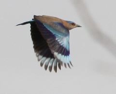 Coracias benghalensis