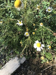 Anthemideae