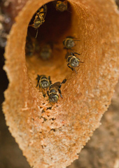 Lepidotrigona terminata