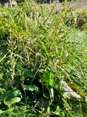 Rumex conglomeratus