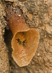 Lepidotrigona terminata