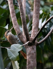 Lepidocolaptes squamatus