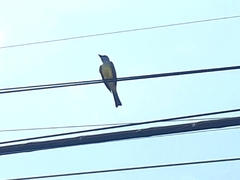 Tyrannus melancholicus