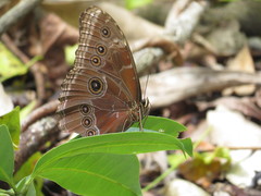 Morpho helenor montezuma