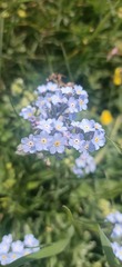 Myosotis alpestris