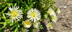 Mesembryanthemum nodiflorum