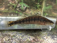 Percina nigrofasciata