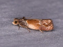 Eumarozia malachitana