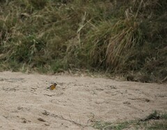 Emberiza flaviventris