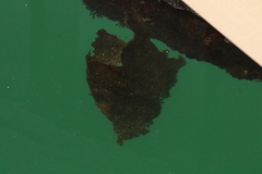 Undaria pinnatifida