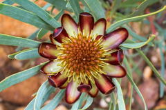 Protea acuminata