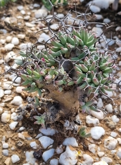 Tylecodon reticulatus