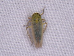 Macrosteles