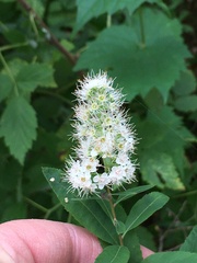 Spiraea alba