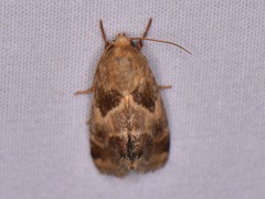 Schinia lynx