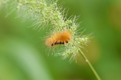 Pygarctia roseicapitis