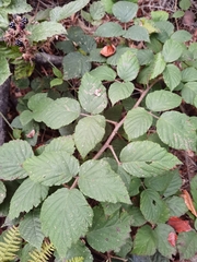 Rubus hirtus