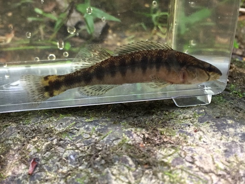 Blackbanded darter (Percina nigrofasciata) — Percidae — 3