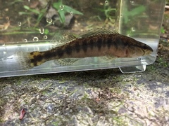 Percina nigrofasciata