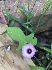 Ipomoea triloba