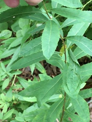 Spiraea alba