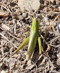 Chorthippus dorsatus