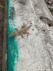 Anolis lineatopus