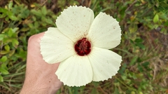 Hibiscus aculeatus