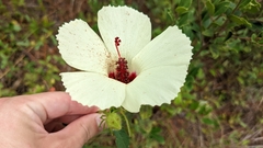 Hibiscus aculeatus