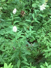 Spiraea alba