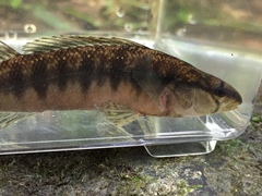 Percina nigrofasciata