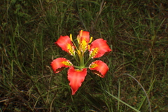 Lilium catesbaei