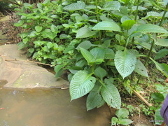 Brillantaisia owariensis