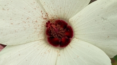 Hibiscus aculeatus