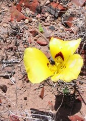 Calochortus aureus