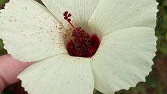 Hibiscus aculeatus
