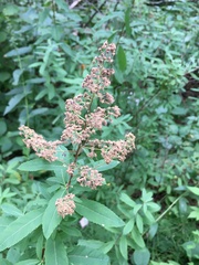 Spiraea alba